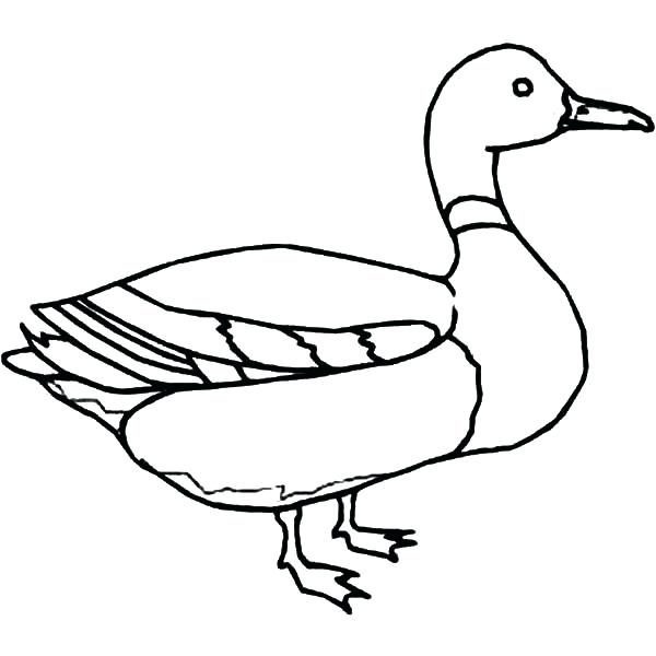 600x600 Expert Outline Of A Duck Duckling Coloring Page Ducks Glass