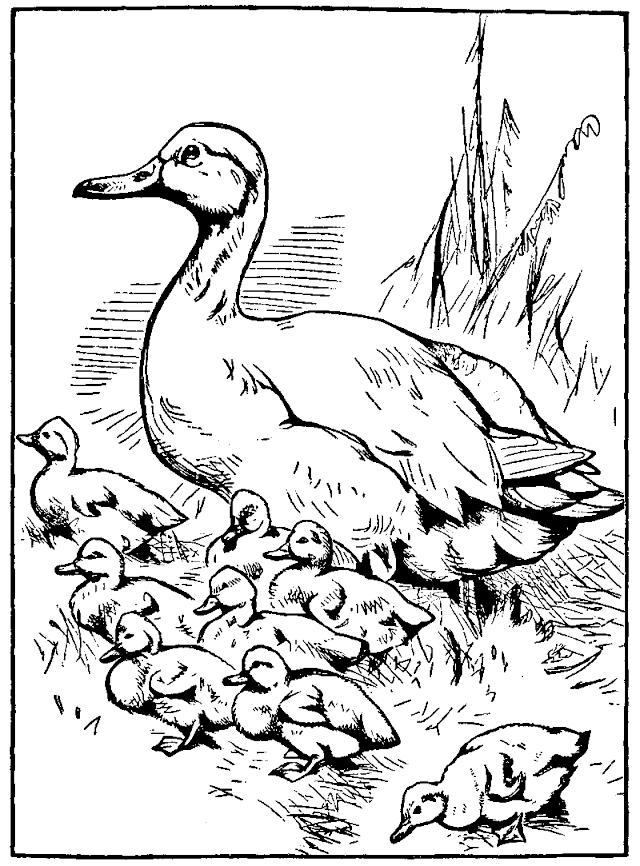 640x866 Printable Mother Duck And Baby Ducklings Coloring Page Book