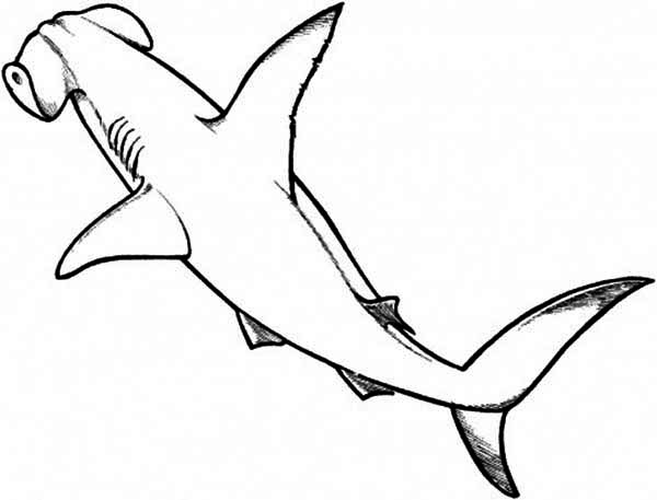 600x457 Mako Shark Clipart Line Drawing 3687695