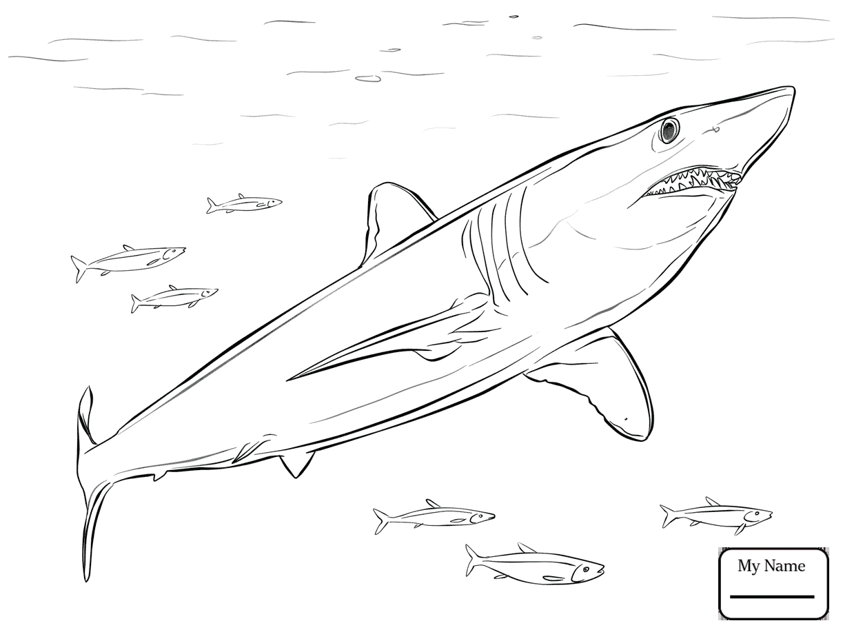 1223x917 Mako Shark Coloring Pages Collection Coloring For Kids 2018