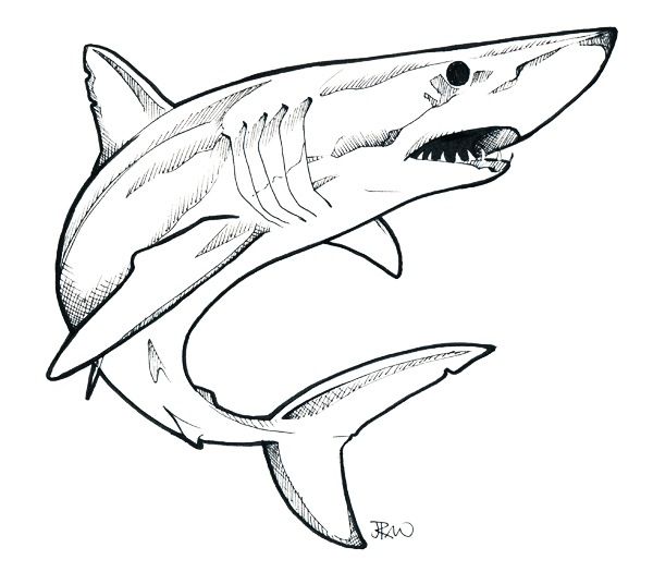 600x525 Mako Shark