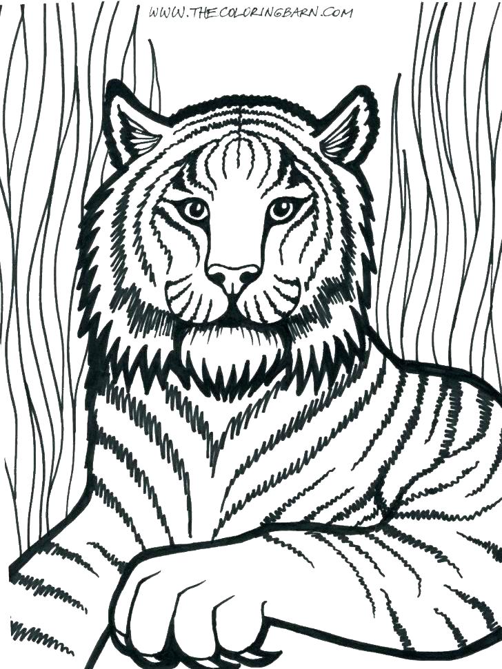 728x971 Free Printable Male Lion Coloring Page For Kids King Pages