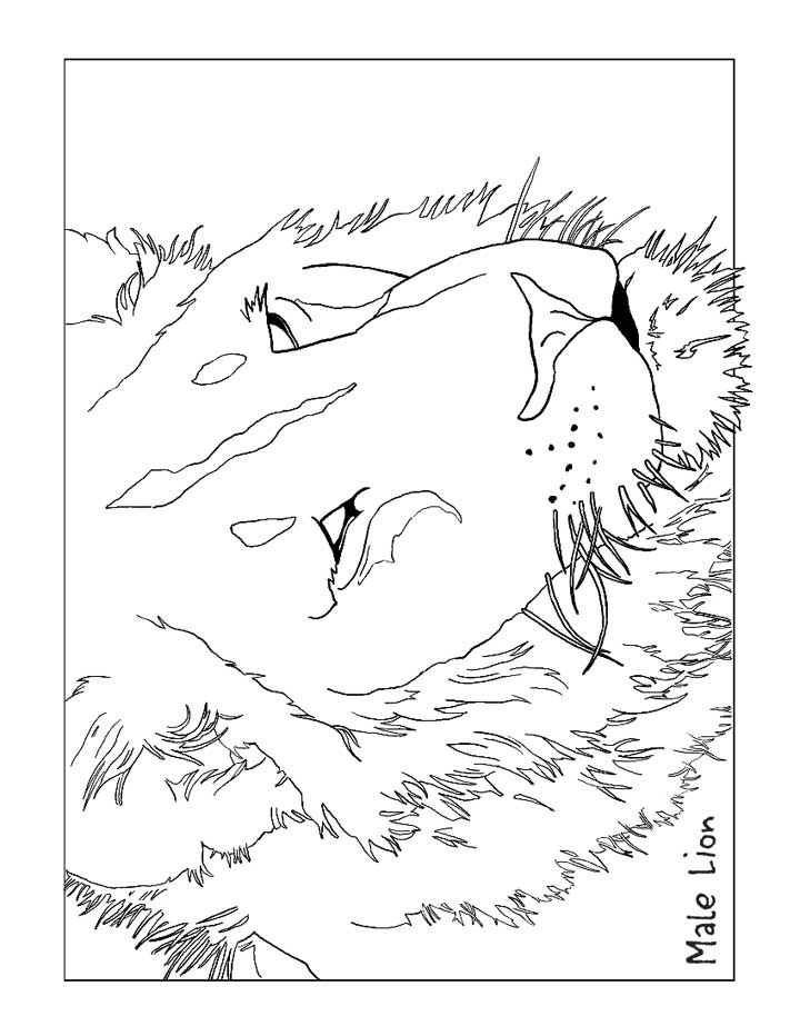 720x932 Lion Coloring Page For Kids