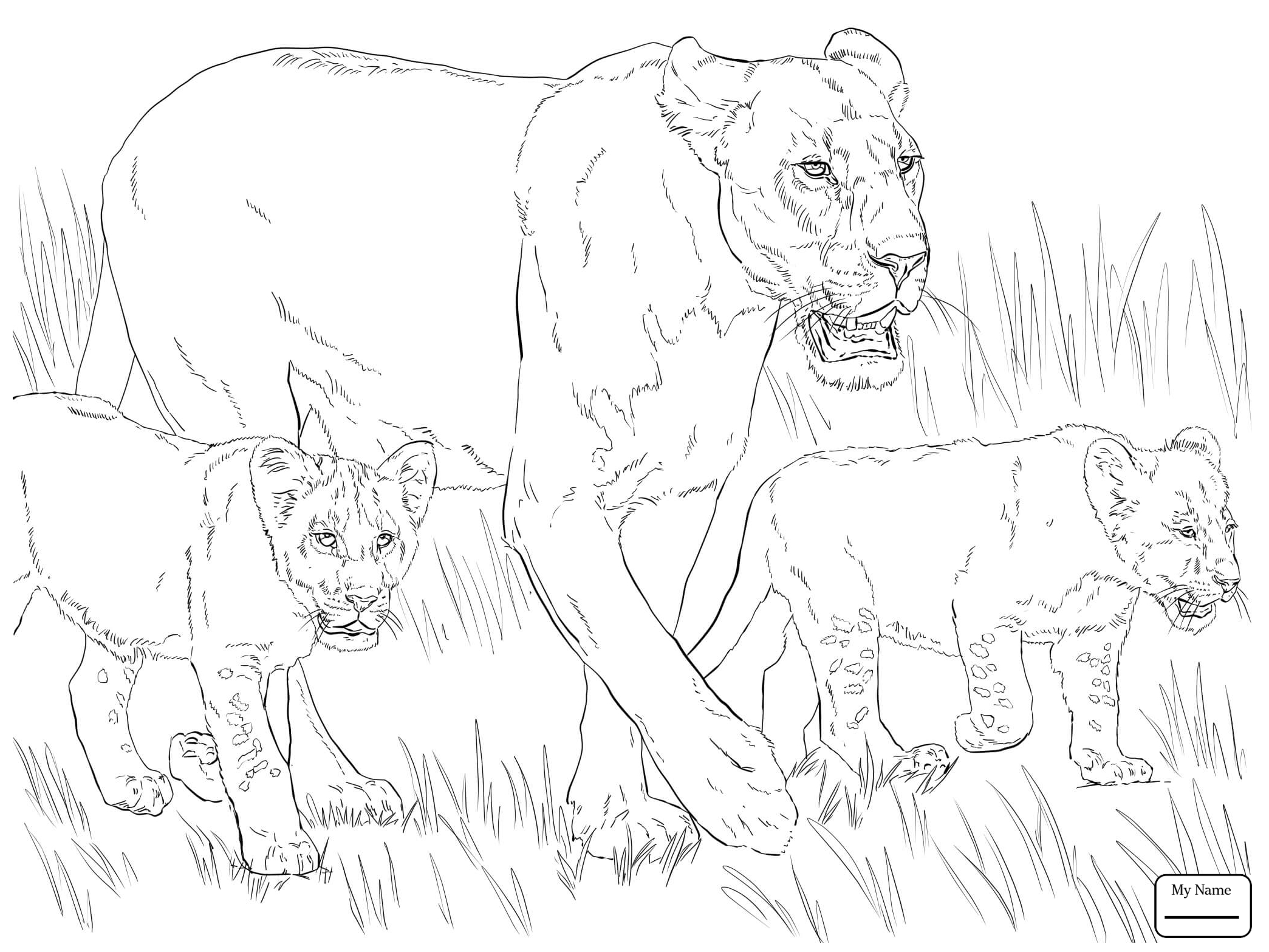 2089x1567 Awesome Collection Of Lion Pride Coloring Pages For Extraordinary