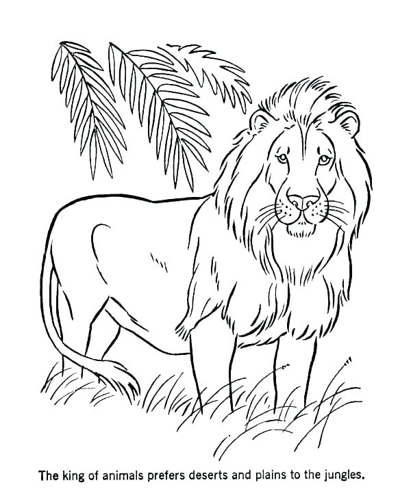 600x734 Lions Coloring Pages Male Lion Coloring Page Lions Football Lions