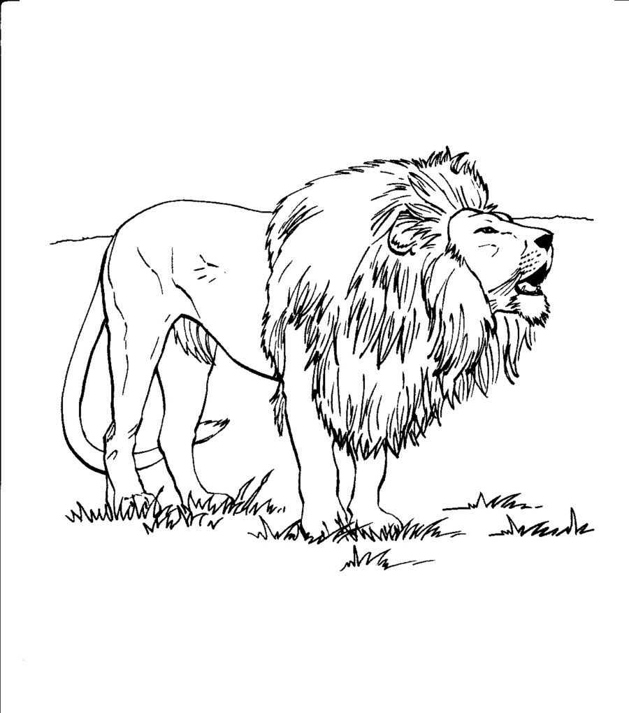 900x1020 Coloriage Basketball Beautiful The Lion Dragon Colouring Pages