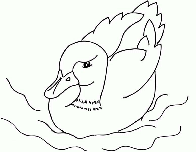 Mallard Coloring Page