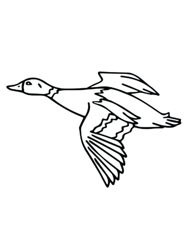 600x802 Duck Color Page Coloring Pages Ducks Actual Advice Mallard Duck