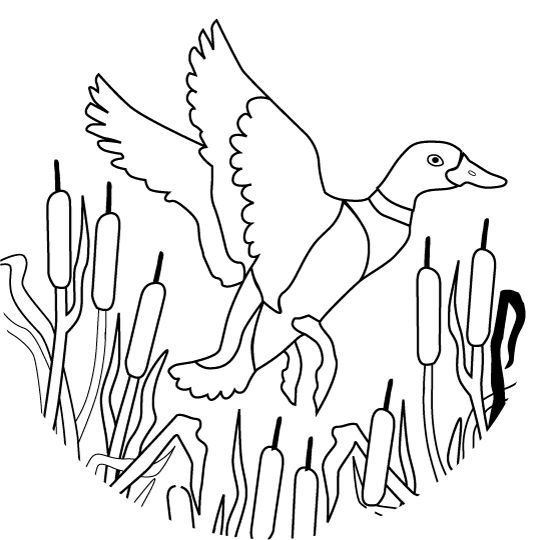 540x540 Duck Hunting Coloring Pages Duck Hunting Coloring Pages 9 Best
