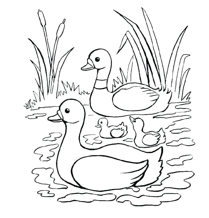 728x760 Ducks Coloring Page Baby Duck Coloring Pages Duck Color Pages