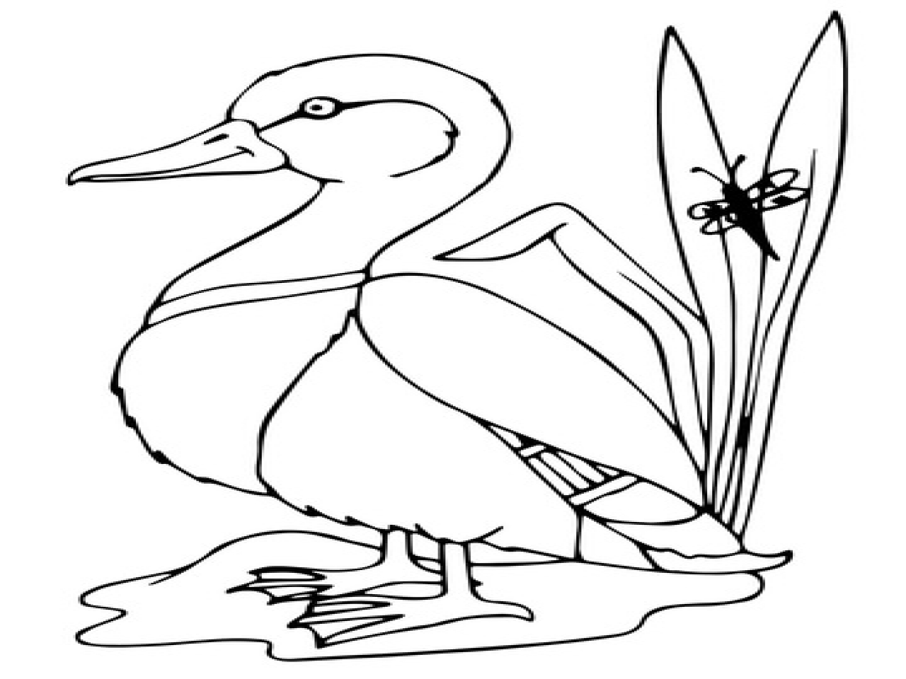 1280x960 Flying Mallard Duck Coloring Pages Page