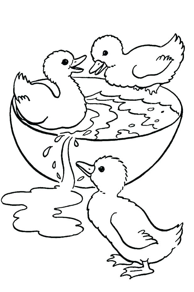 618x930 Mallard Coloring Page Coloring Page Of A Duck Coloring Pages More