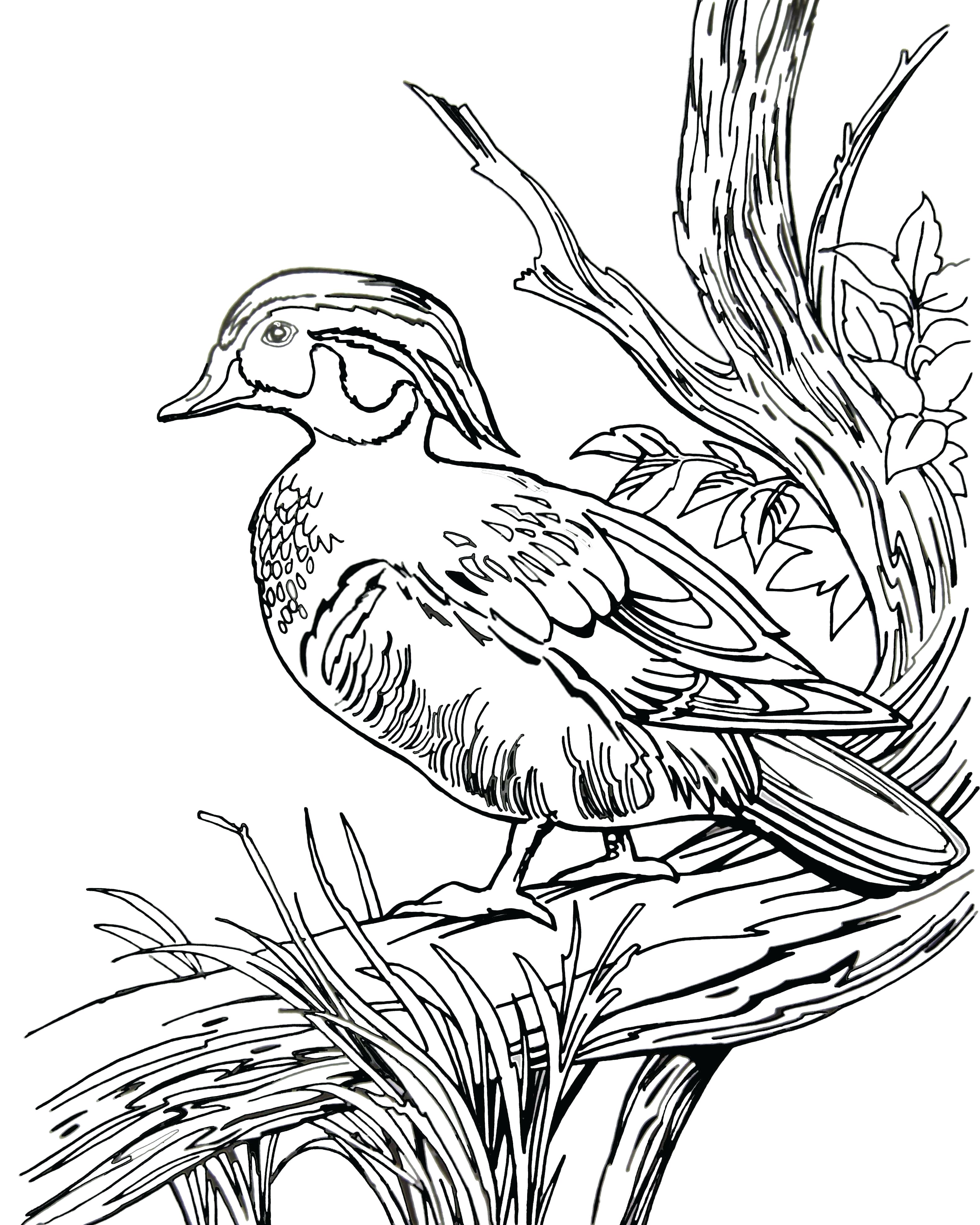 3155x3944 Coloring Pages Ducks Fresh Male And Female Mallard Ducks Coloring
