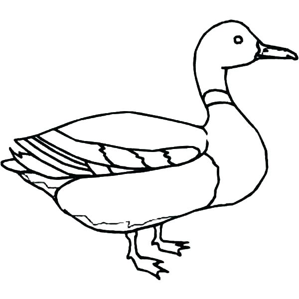 600x600 Duck Outline Coloring Page Of A Duck Mallard Duck Outline Coloring