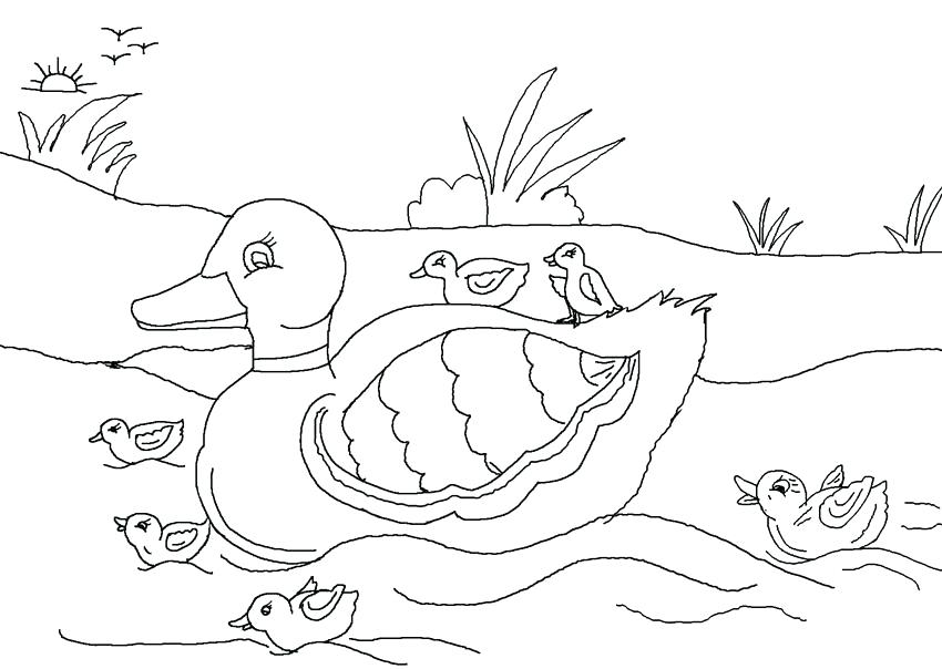 850x604 Duckling Coloring Page Duck Coloring Page Actual Advice Mallard