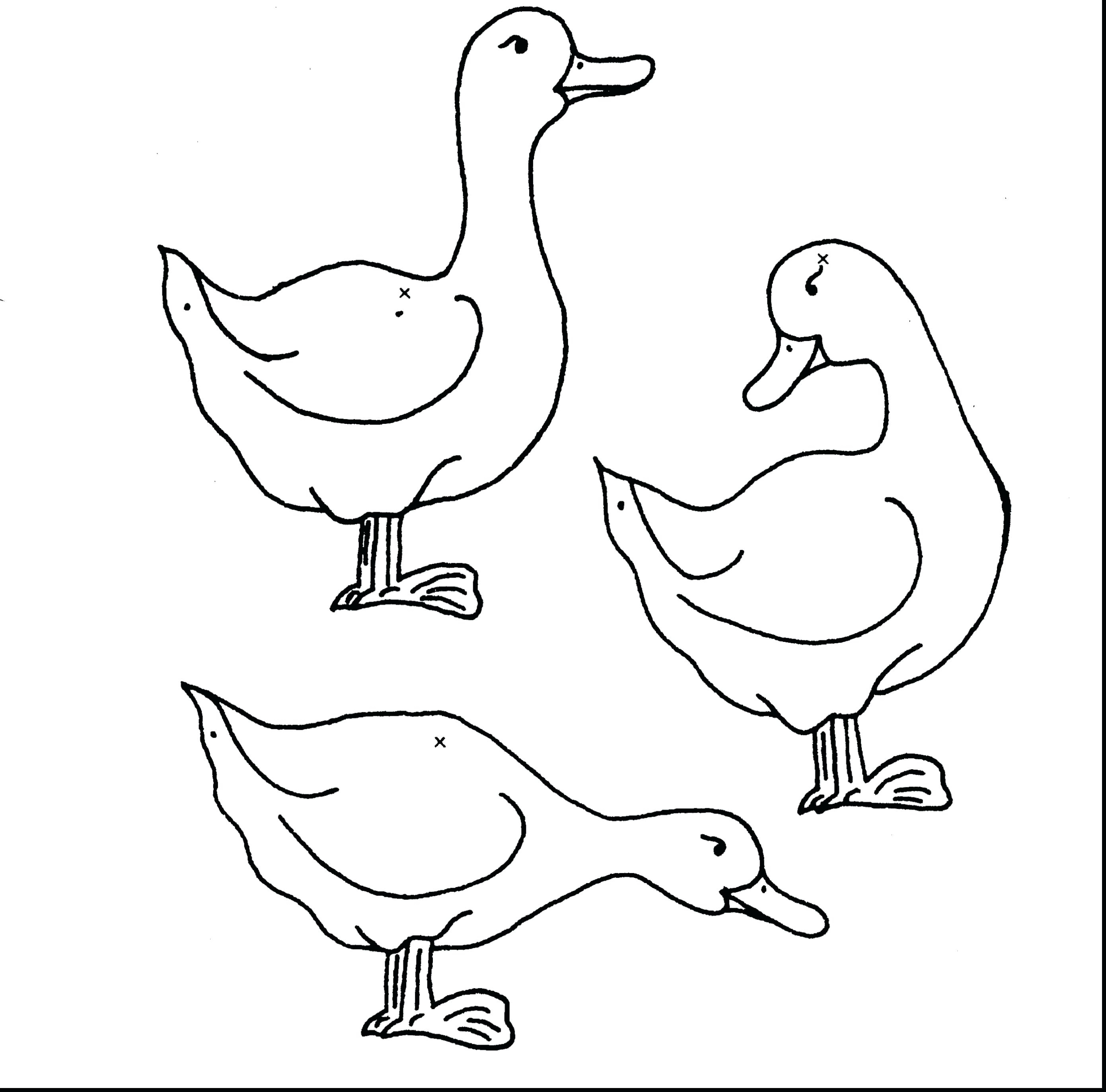 2780x2744 Mallard Duck Coloring Pages Gallery K Free Printable For Kids Book