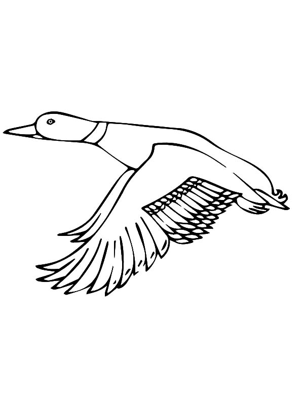 600x800 Mallard Duck Flapping Her Wings Coloring Pages Color Luna