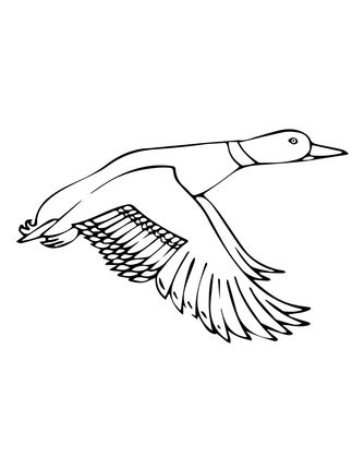 323x430 Ducksdrawings Flying Mallard Duck Coloring Page Drawing Ideas
