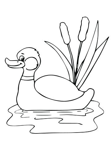 360x480 Coloring Pages Of Ducks Duck Coloring Pages To Print Daffy Duck