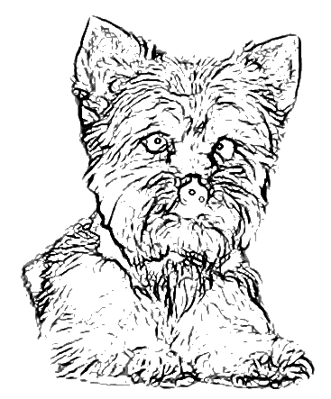 Maltese Coloring Pages