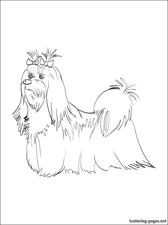 560x750 Maltese Coloring Page Coloring Pages