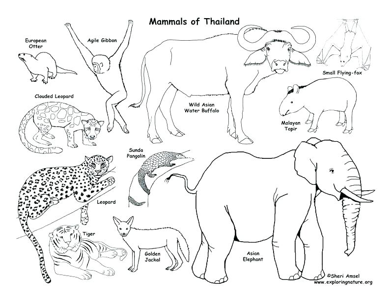 792x612 Gulf Coast Animals Coloring Page Gulf Coast Animal Habitat