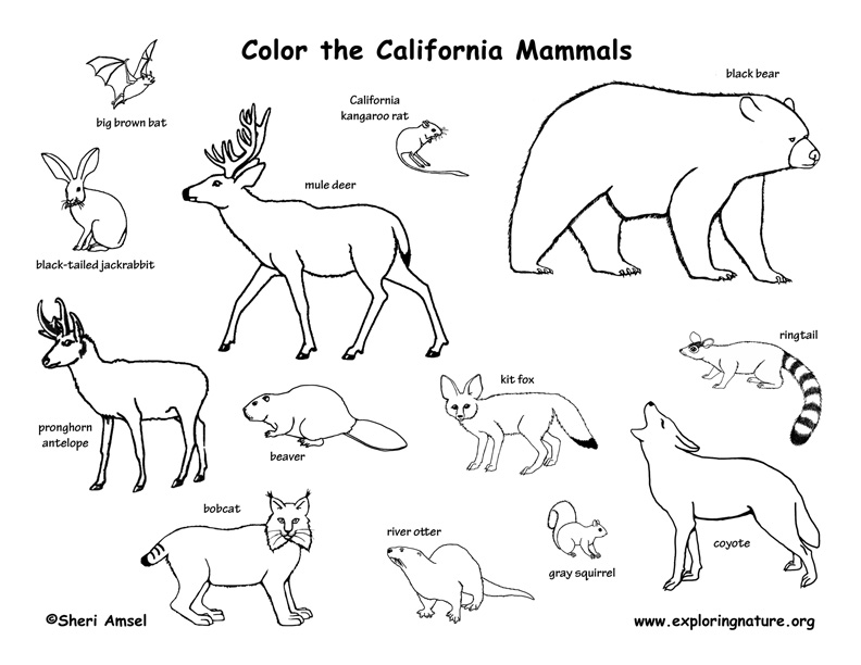 792x612 Mammals Coloring Pages Mammals Worksheets Wwwmindsandvines