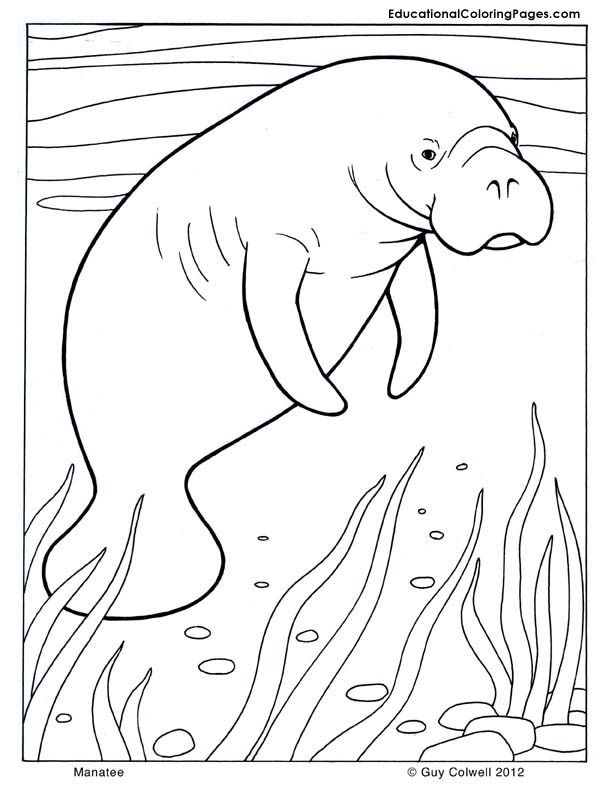 612x792 Manatee Coloring, Mammals Coloring Pages Mammals Coloring Pages