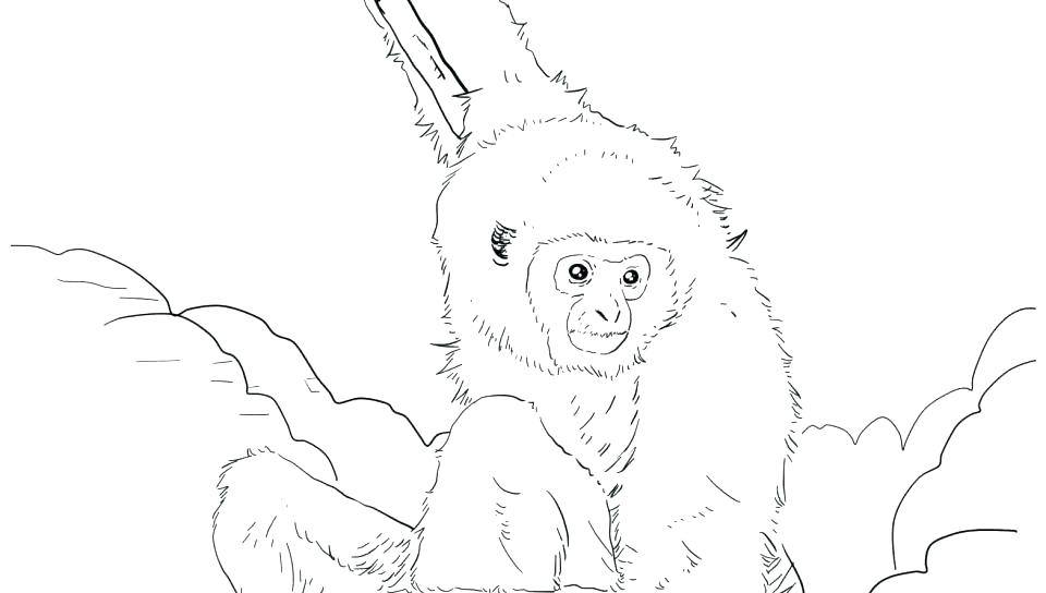 960x544 Orangutan Coloring Page Mammal Coloring Pages Baby Orangutan