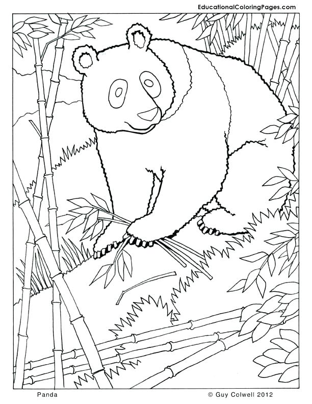 612x792 Mammal Coloring Pages Shippa.co