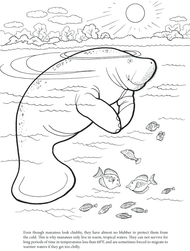 650x858 Manatee Coloring Pages Another Free Coloring Manatee Coloring