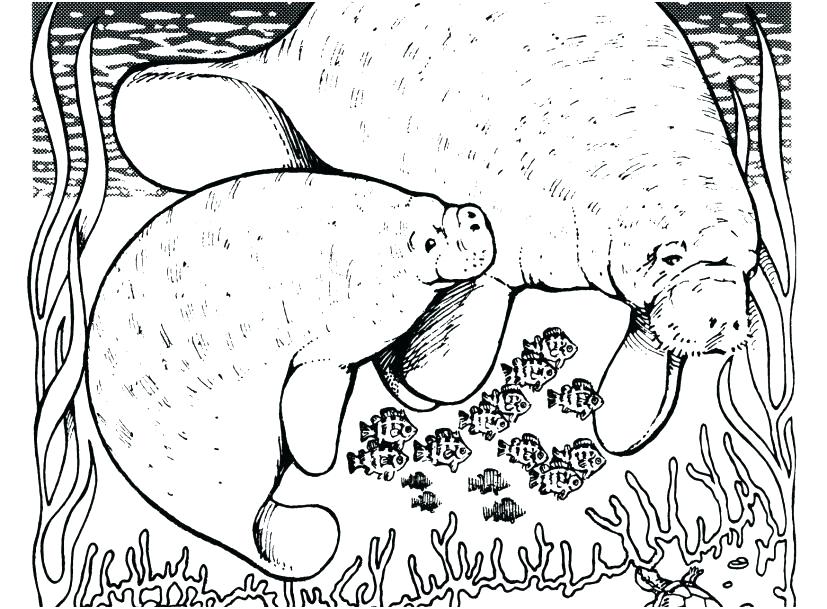 827x609 Manatee Coloring Pages Manatee Coloring Pages Capture Manatee