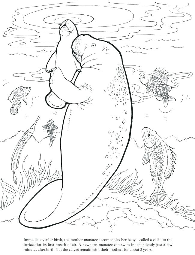 650x849 Manatee Coloring Page Coloring Pages To Print Florida Manatee