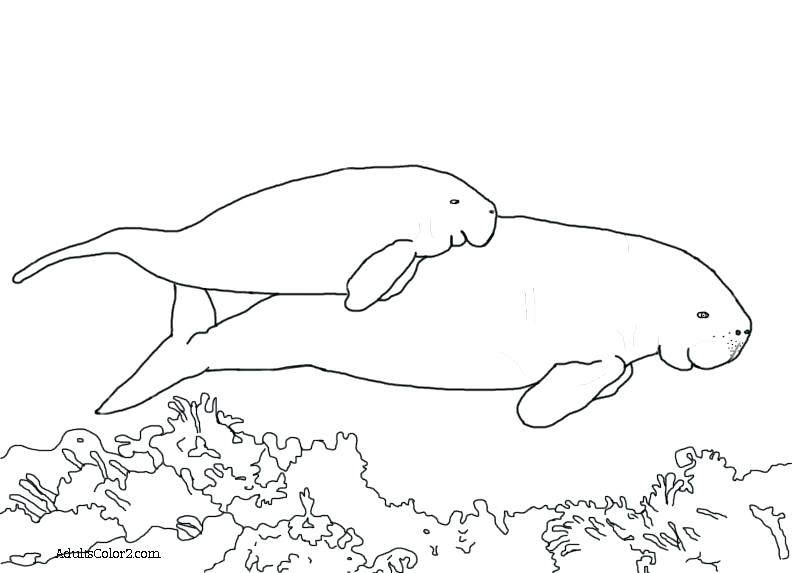 792x573 Manatee Coloring Page Manatee Coloring Page Also Manatee Animal