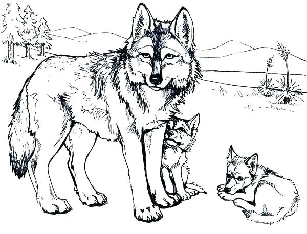 600x458 Print High Quality Wolf Mandala Adult Coloring Pages Print High