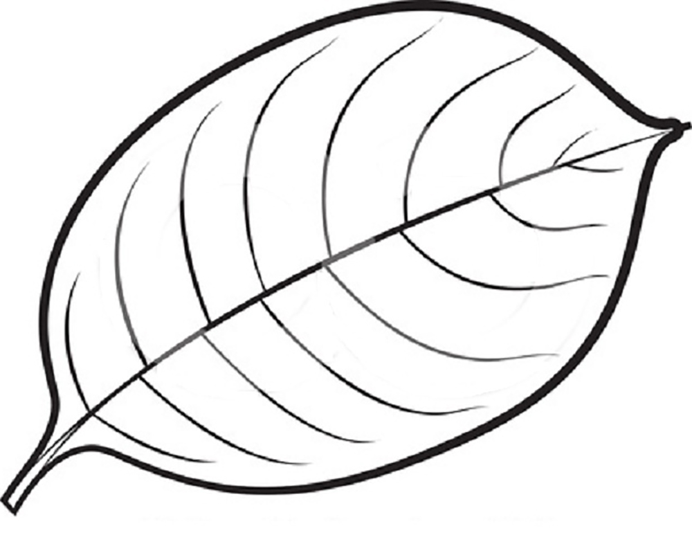 1000x783 Mango Leaves Leaves Coloring Pages Kids Net And Leaves