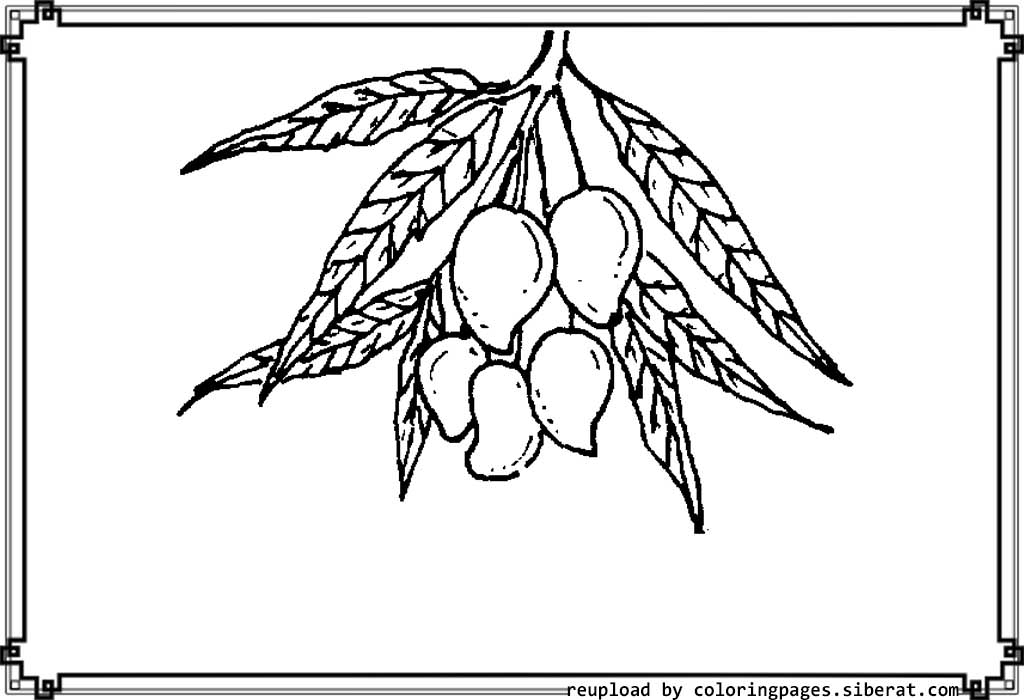 1024x700 Mango Fruit Coloring Page