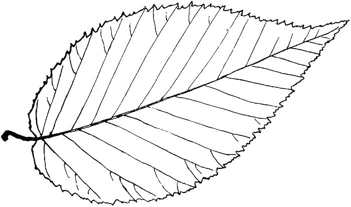 700x413 Mango Coloring Pages