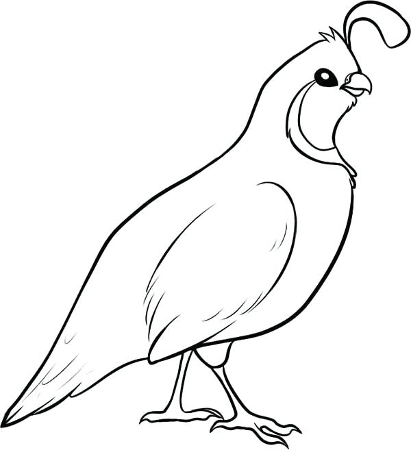 600x657 Quail Coloring Page Preschool Kids Coloring Manna And Quail