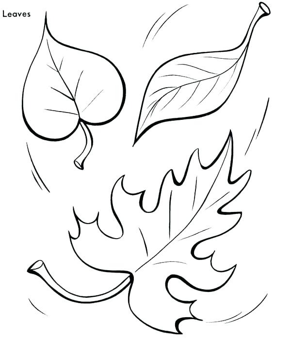 Maple Coloring Pages
