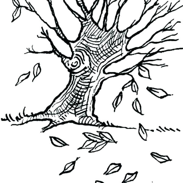 600x600 Fall Leaves Coloring Sheets Fall Tree Coloring Pages Maple Tree