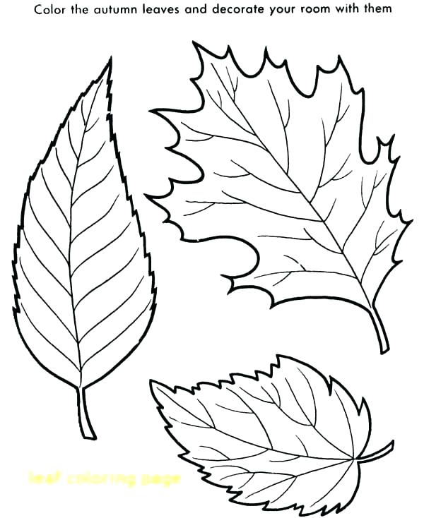 600x734 Leaf Coloring Pages For Kindergarten Fall Leaves Page With Maple