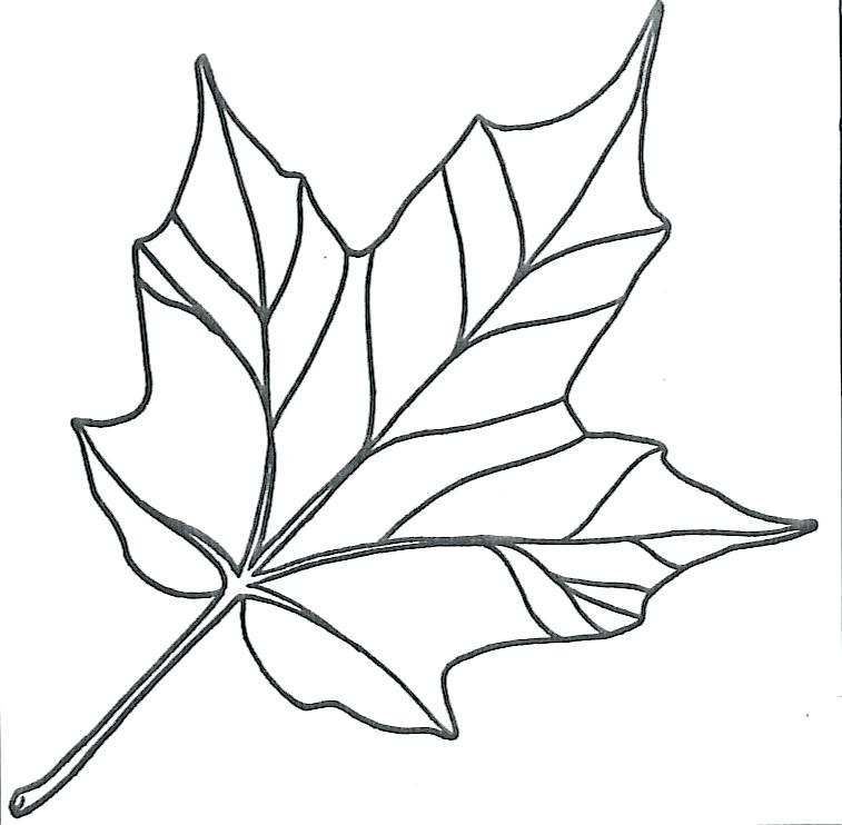 757x742 Leaf Coloring Template Maple Leaf Coloring Pages Pin Maple Leaf