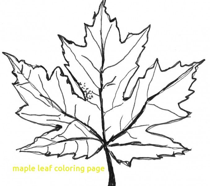 678x600 Maple Leaf Coloring Page With Free Coloring Pages Maple Leaf