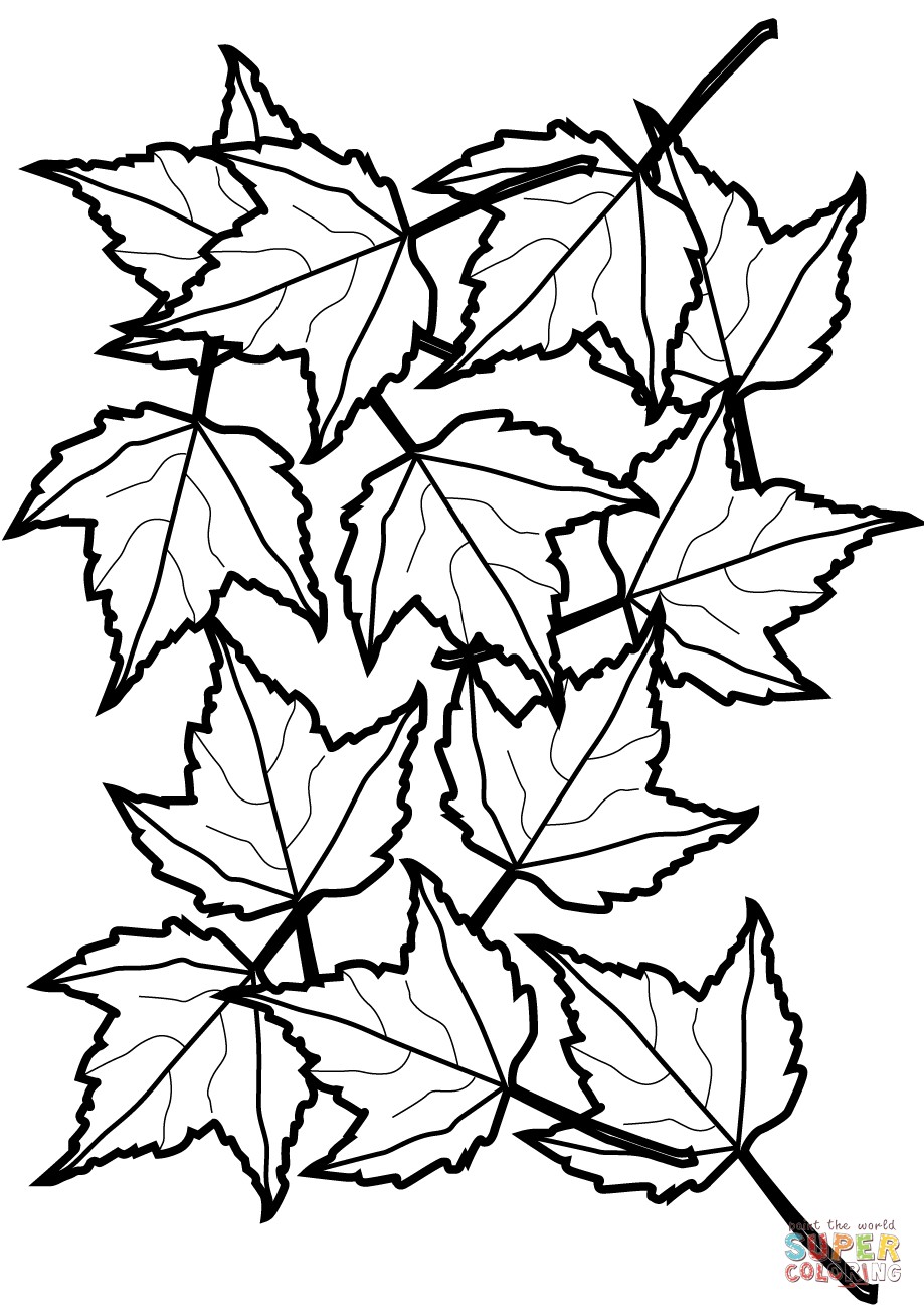 919x1300 Opportunities Pictures Of Leaves To Color Maple And Oak Coloring