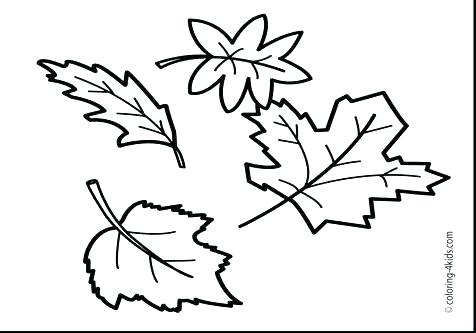 476x333 Maple Leaf Coloring Sheet Maple Leaf Coloring Sheet Maple Leaf