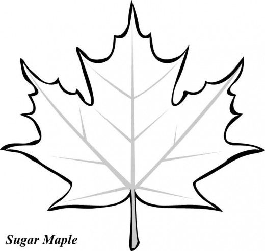 520x491 Maple Leaf Printable Coloring Pages Basteln Im Herbst