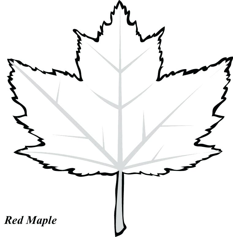 760x775 Coloring Page Leaf Red Maple Leaf Coloring Page Printable To Tiny