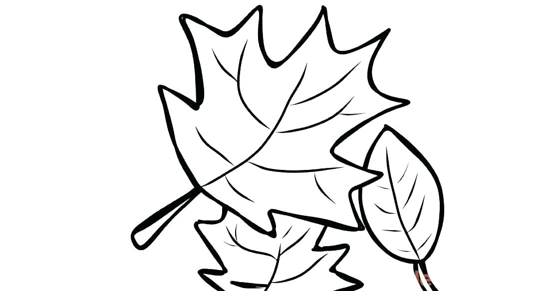 1120x584 Sugar Maple Leaf Sketch Maple Leaves Coloring Pages To Use