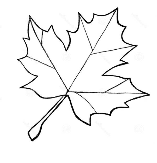 600x624 Sugar Maple Leaf Sketch Maple Leaves Coloring Pages. To Use